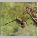Dolichomitus sp - Schlupfwespe 19 32mm - OS-Hasbergen-Holzlagerplatz.jpg